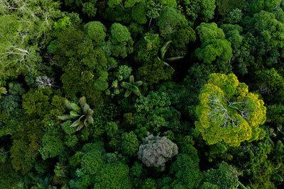 Herdabdeckplatte - Regenwald des Amazonas