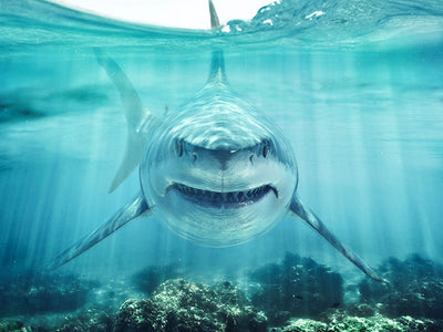 Herdabdeckplatte - Wütender Hai