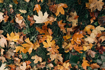 Herdabdeckplatte - Herbstblätter