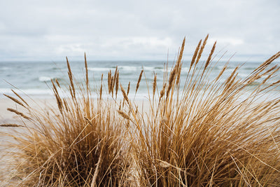 Herdabdeckplatte - Strand Pampas