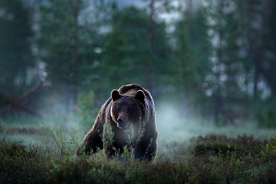 Herdabdeckplatte - Bär