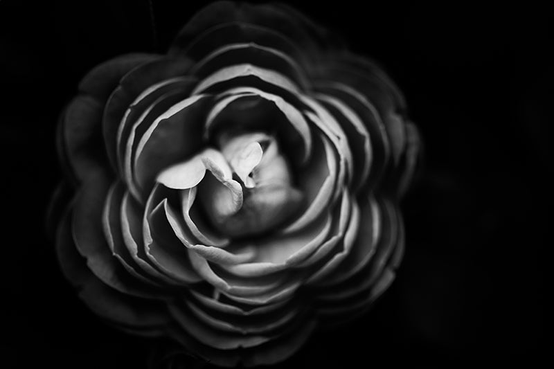 Herdabdeckplatte - Schwarze Blume