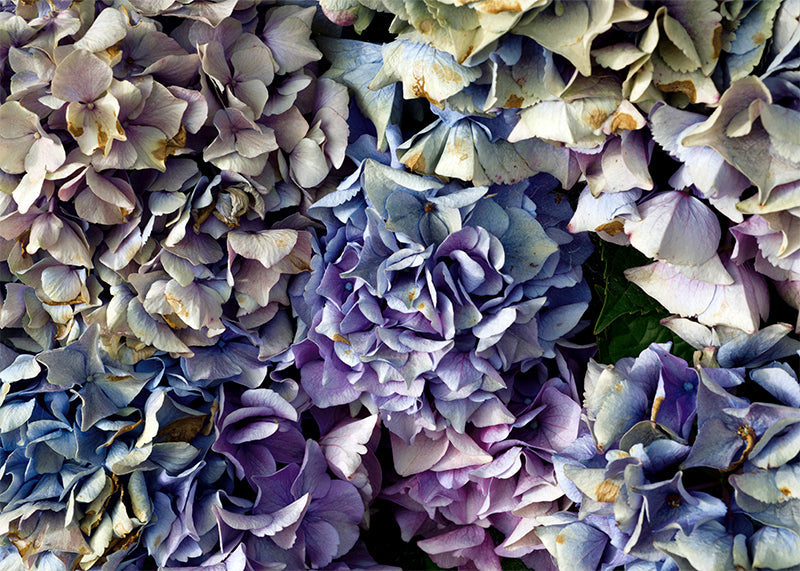 Herdabdeckplatte - Blaue Hortensie