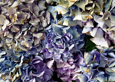Herdabdeckplatte - Blaue Hortensie