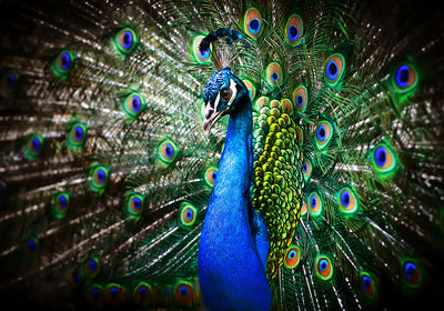 Spritzschutz Blauer Pfau