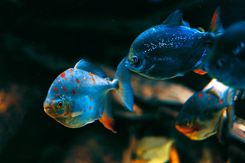 Herdabdeckplatte - Blauer Fisch