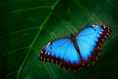 Herdabdeckplatte - Blauer Schmetterling
