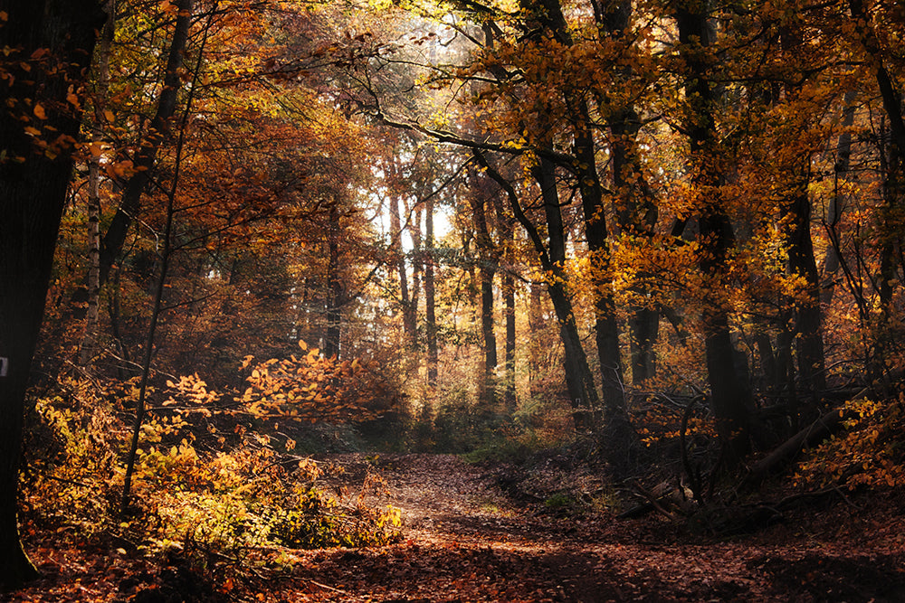 Herdabdeckplatte - Wald