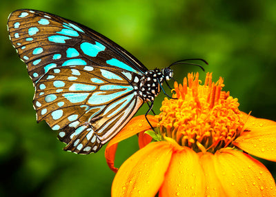 Herdabdeckplatte - Schmetterling