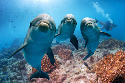 Herdabdeckplatte - Drei Delfine