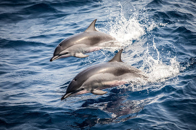 Herdabdeckplatte - Zwei Delphine