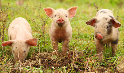 Herdabdeckplatte - Drei Ferkel