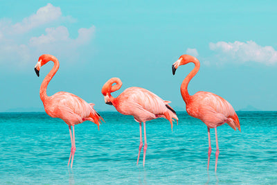 Herdabdeckplatte - Drei Flamingos
