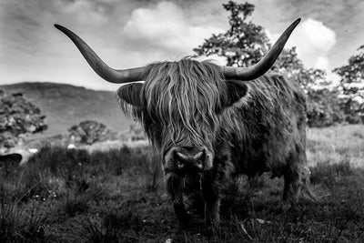 Herdabdeckplatte - Essender Highlander