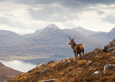 Herdabdeckplatte - Ein Hirsch im schottischen Hochland