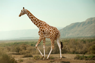 Herdabdeckplatte - Giraffe