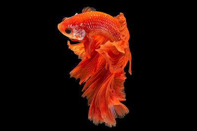 Herdabdeckplatte - Goldfisch
