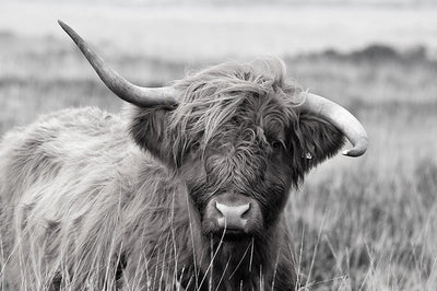 Herdabdeckplatte - Highland Kuh