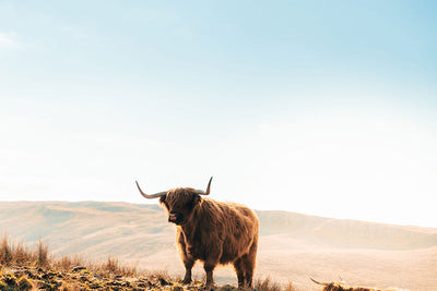 Herdabdeckplatte - Highlander auf einem Berg