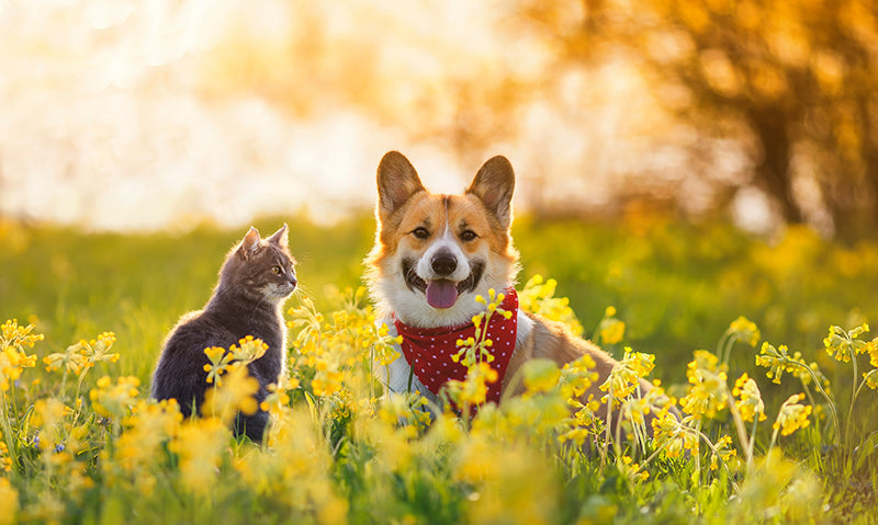 Herdabdeckplatte - Hund und Katze