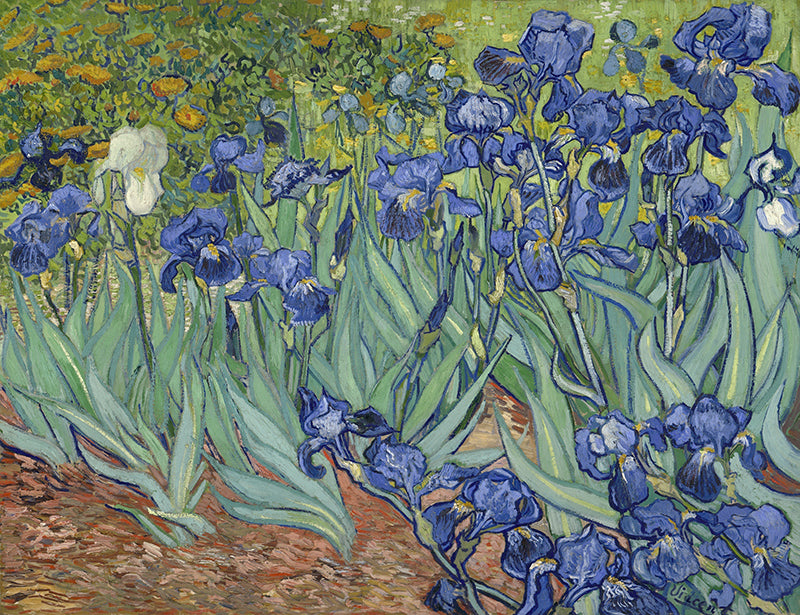 Herdabdeckplatte - Iris