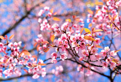 Herdabdeckplatte - Japanische Kirschblüte