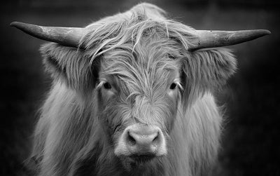 Herdabdeckplatte - Junger Highlander