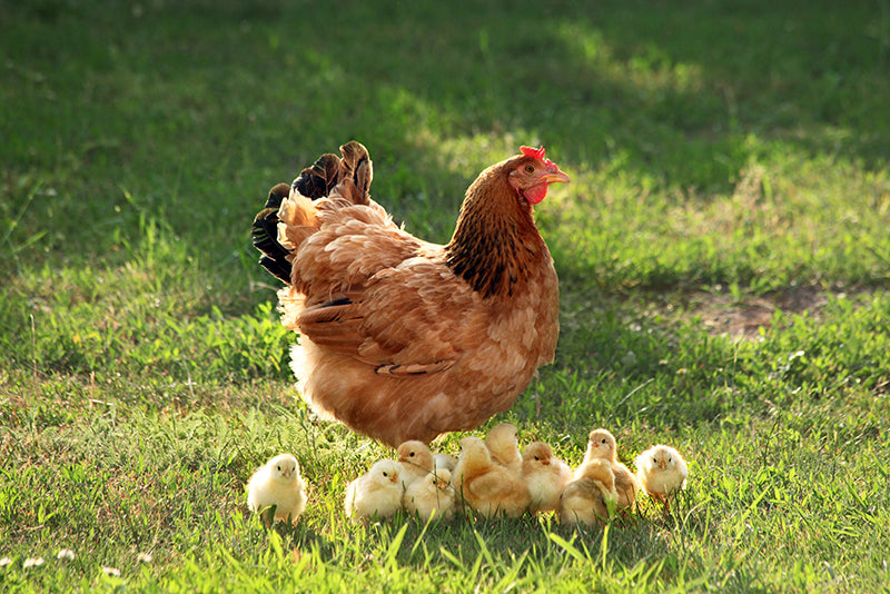 Herdabdeckplatte - Huhn und Küken