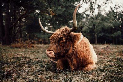 Herdabdeckplatte - Liegender Highlander