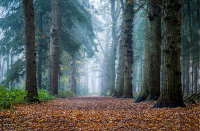Herdabdeckplatte - Nebliger Waldweg