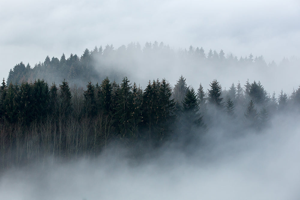 Herdabdeckplatte - Nebliger Wald