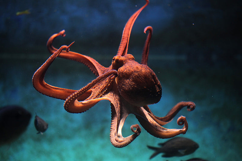 Herdabdeckplatte - Oktopus