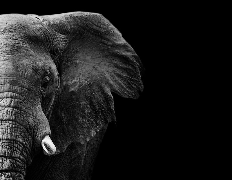 Spritzschutz Elefant