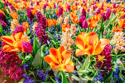 Herdabdeckplatte - Orangefarbene Blumen