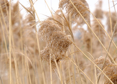 Herdabdeckplatte - Pampas-Feder