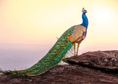 Herdabdeckplatte - Pfau