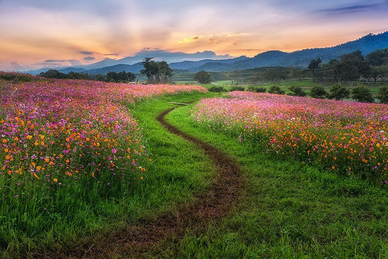 Herdabdeckplatte - Blumen zum Selbstpflücken
