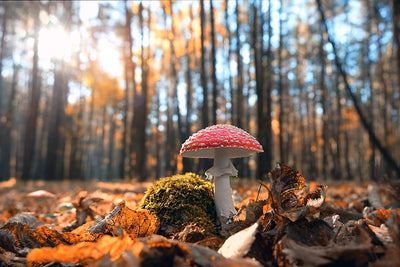 Herdabdeckplatte - Roter Pilz