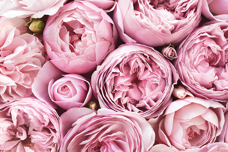 Herdabdeckplatte - Rosa Tulpen