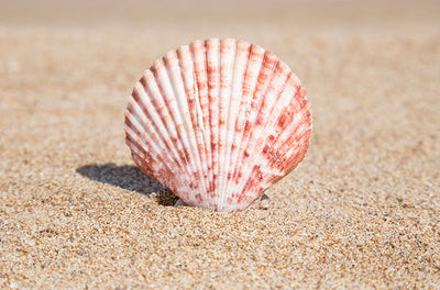 Herdabdeckplatte - Muscheln