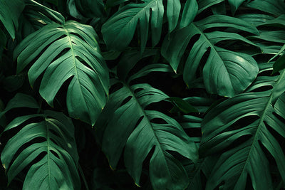 Herdabdeckplatte - Tropische Blätter