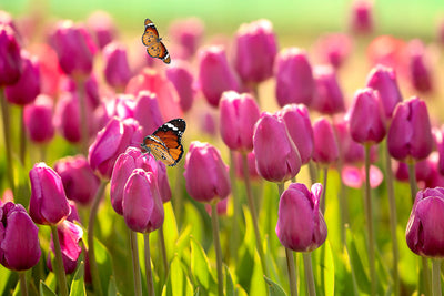 Herdabdeckplatte - Tulpen mit Schmetterlingen