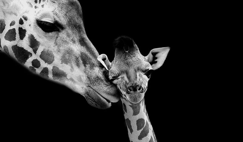 Herdabdeckplatte - Zwei Giraffen