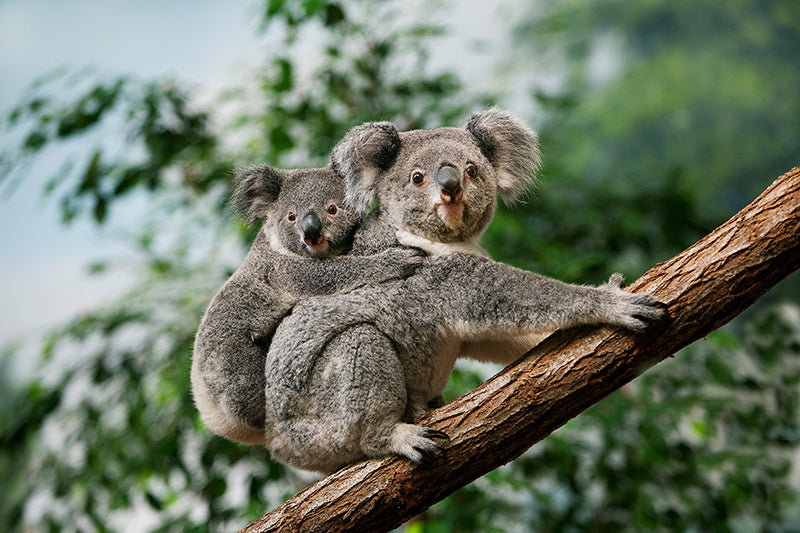 Herdabdeckplatte - Zwei Koalas