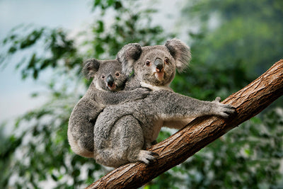 Herdabdeckplatte - Zwei Koalas