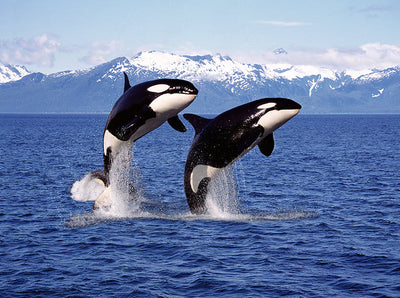 Herdabdeckplatte - Zwei Orcas