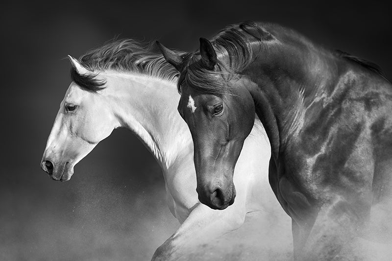 Herdabdeckplatte - Zwei Pferde