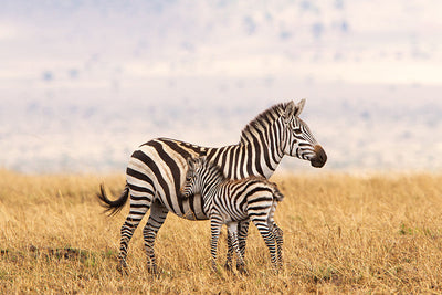 Herdabdeckplatte - Zebra in einem Rasen