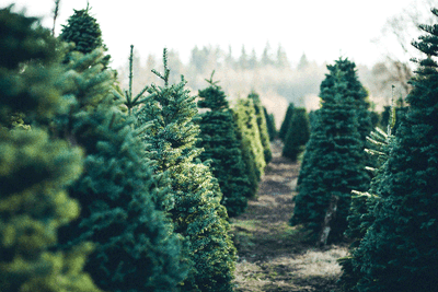 Herdabdeckplatte - Weihnachtsbäume vom Feld