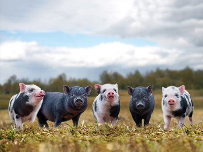 Herdabdeckplatte - Fünf Ferkel